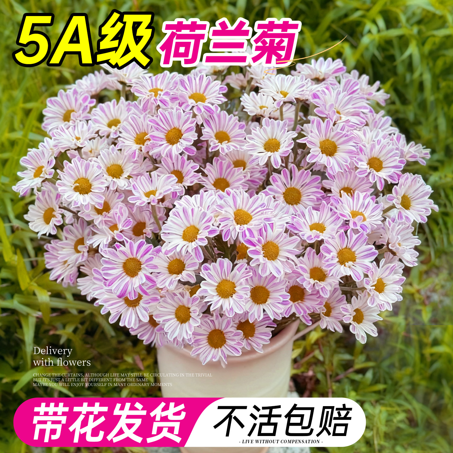 5A特级荷兰菊带大花发货不活包赔