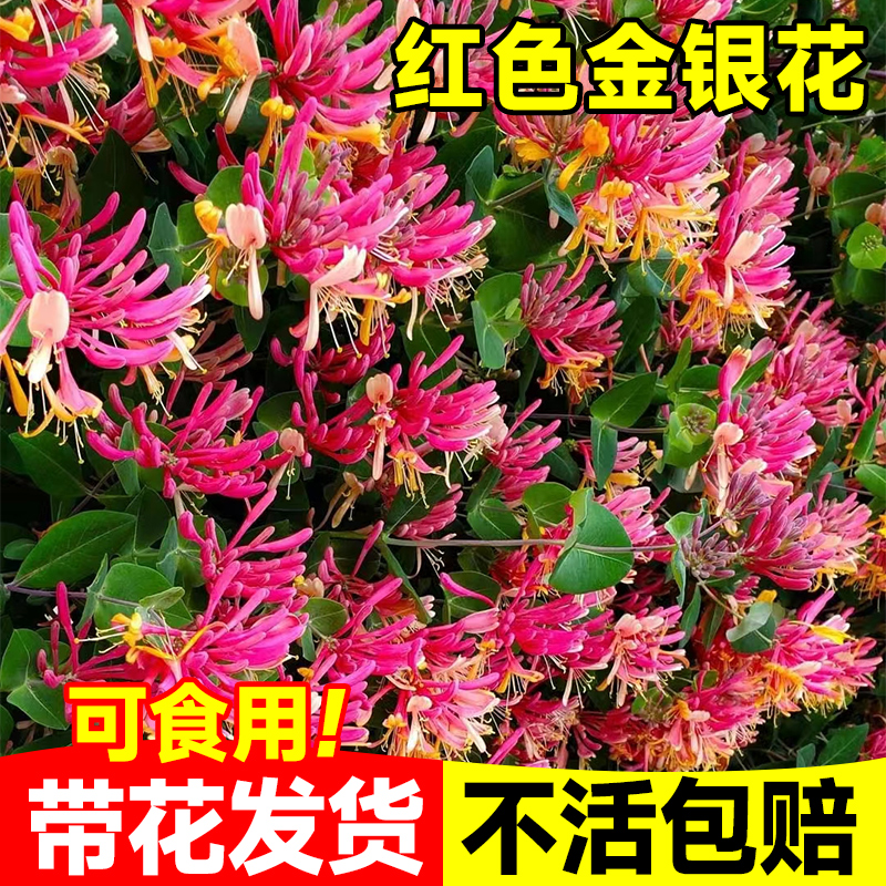 【带花发货】红色金银花树可食用