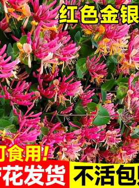 红色金银花树苗可食用药五彩老桩四季开卉盆栽阳台庭院爬藤植物