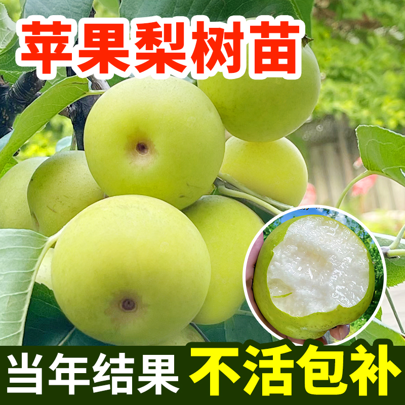 苹果梨树苗当年结果不活包补