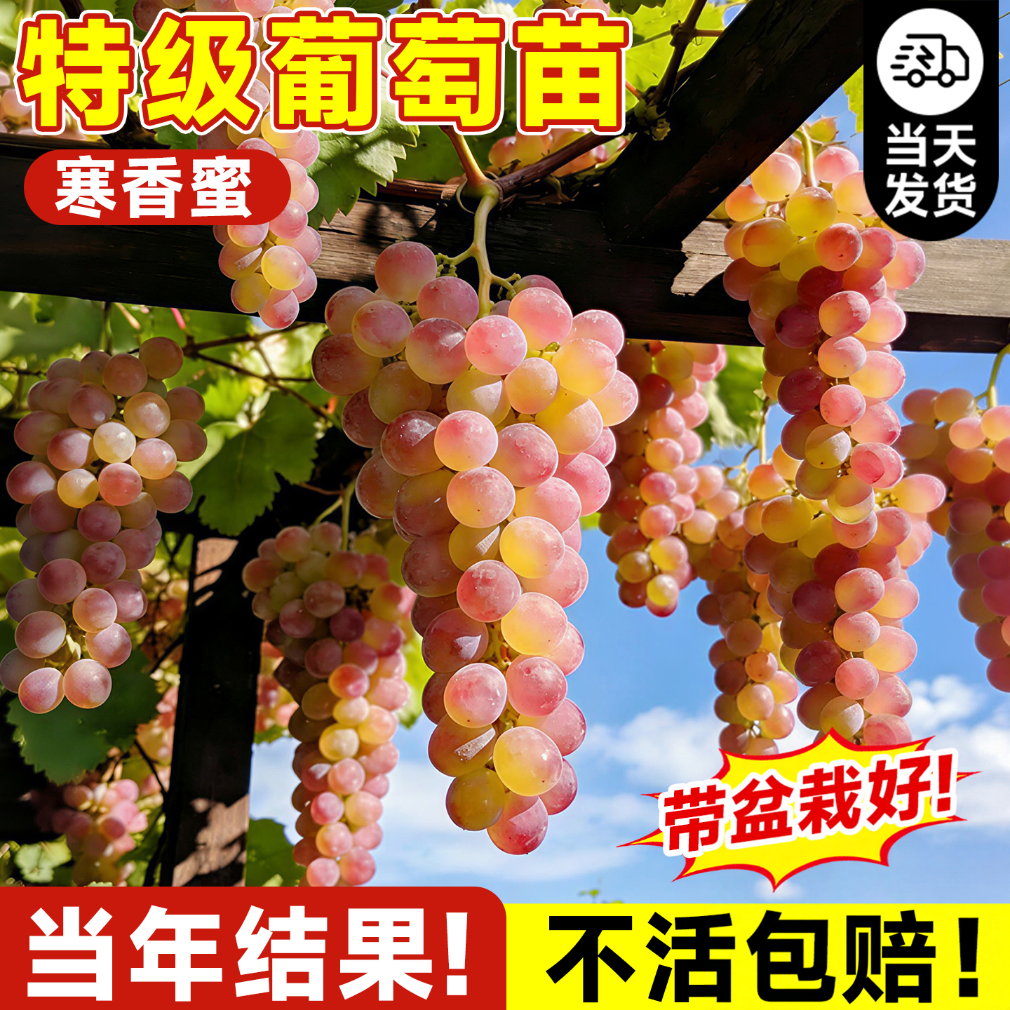 寒香蜜葡萄树苖庭院盆栽果树果苗巨峰葡萄阳光玫瑰南北方耐寒种植