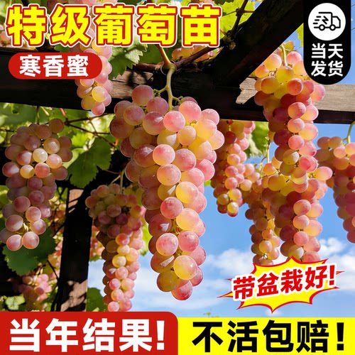 特级寒香蜜葡萄树苗包结果包成活