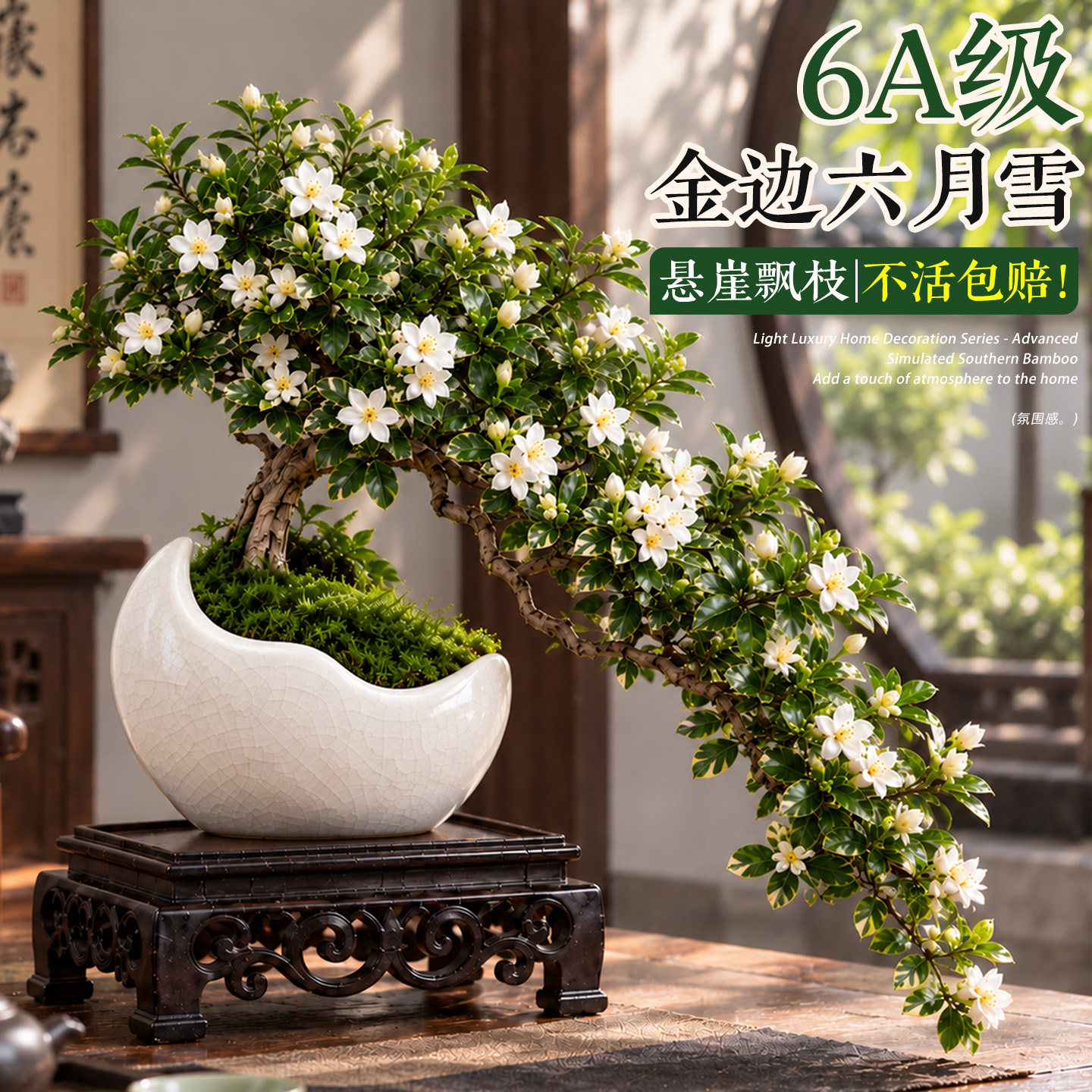 金边六月雪盆景老桩小盆栽悬崖造型苔藓球室内花卉绿植物桌面摆件