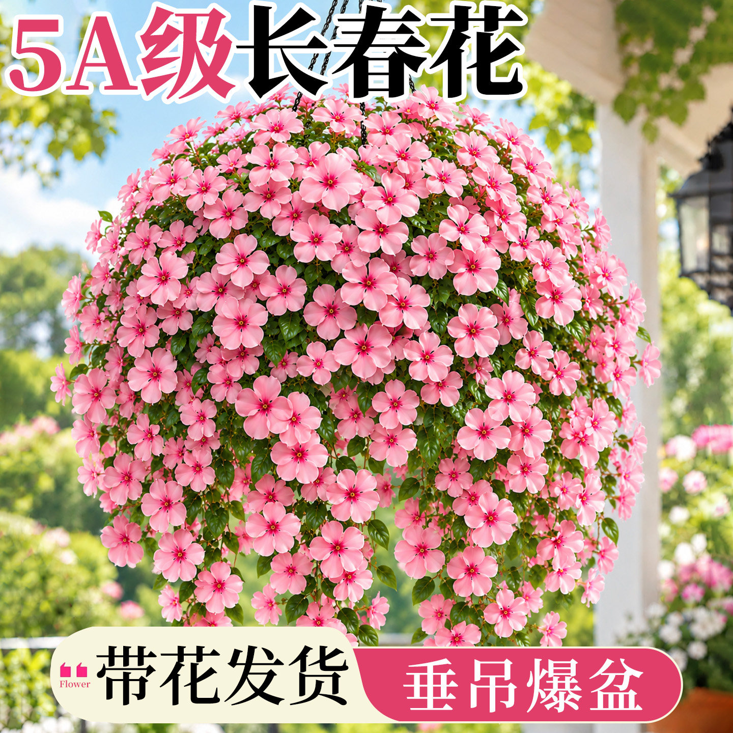 长春花盆栽带花苞垂吊植物四季开花适合阳台养的花特色重瓣大花苗