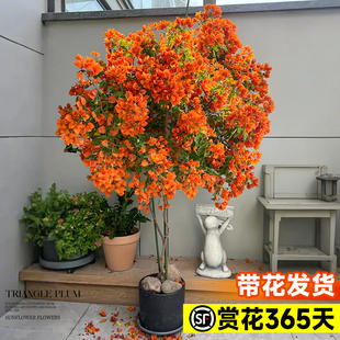 精品三角梅室外耐寒耐热一年带花发货植物盆栽带花苗可暴晒绿植禄