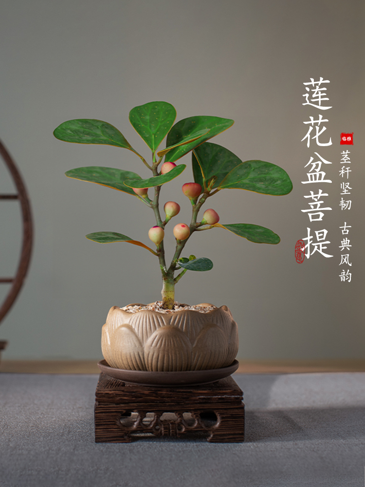 禅意小盼菩提树盆栽植物室内桌面四季客厅观叶办公室绿植好养盆景