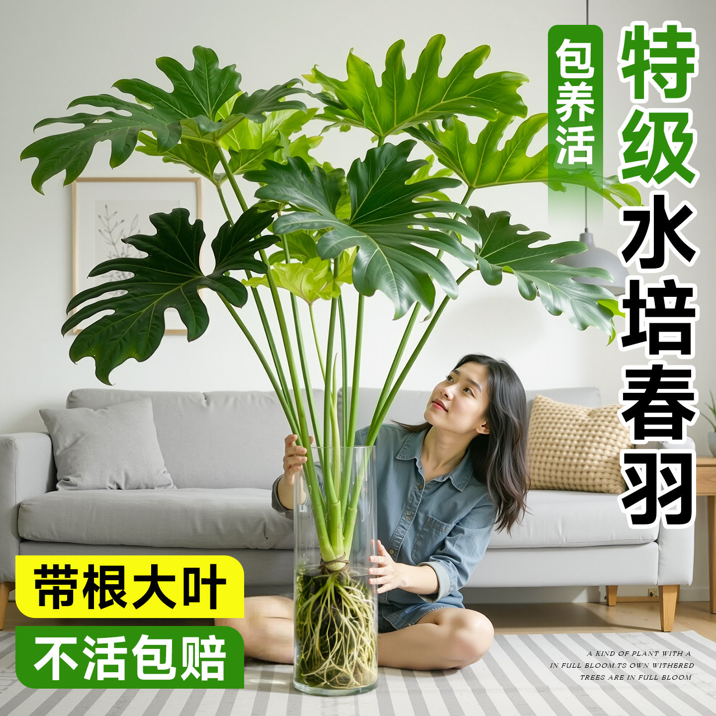 龙鳞春羽老桩水培植物网红绿植春羽盆栽轻奢高级摆件四季常绿好养