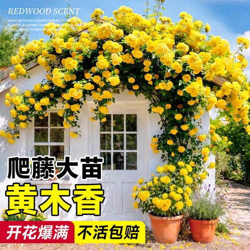 【带花发货】重瓣黄木香四季开花