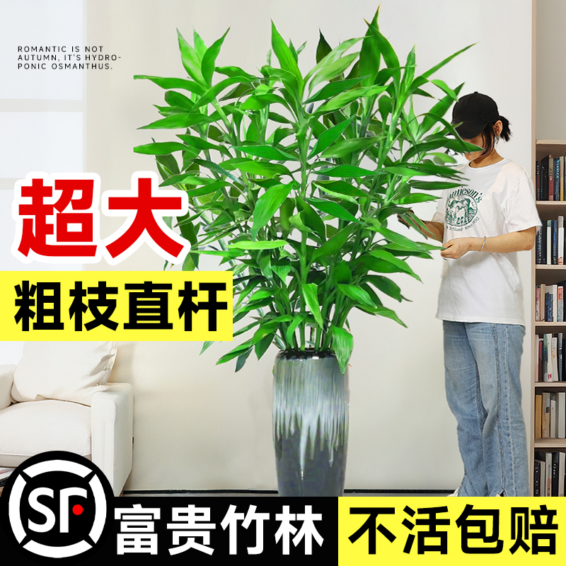 富贵竹水培植物客厅招财带根水养