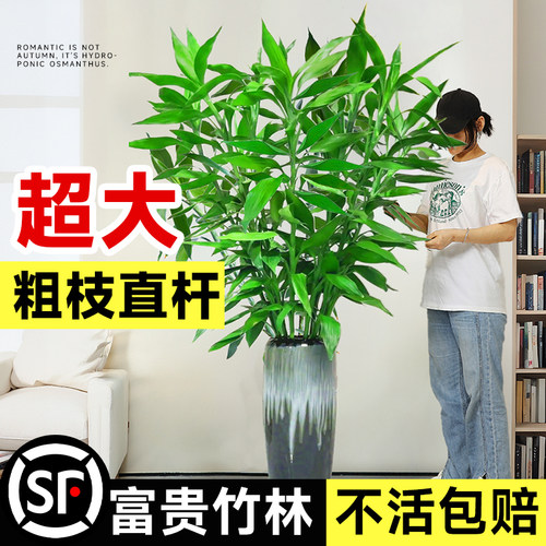 富贵竹水培植物客厅招财带根水养