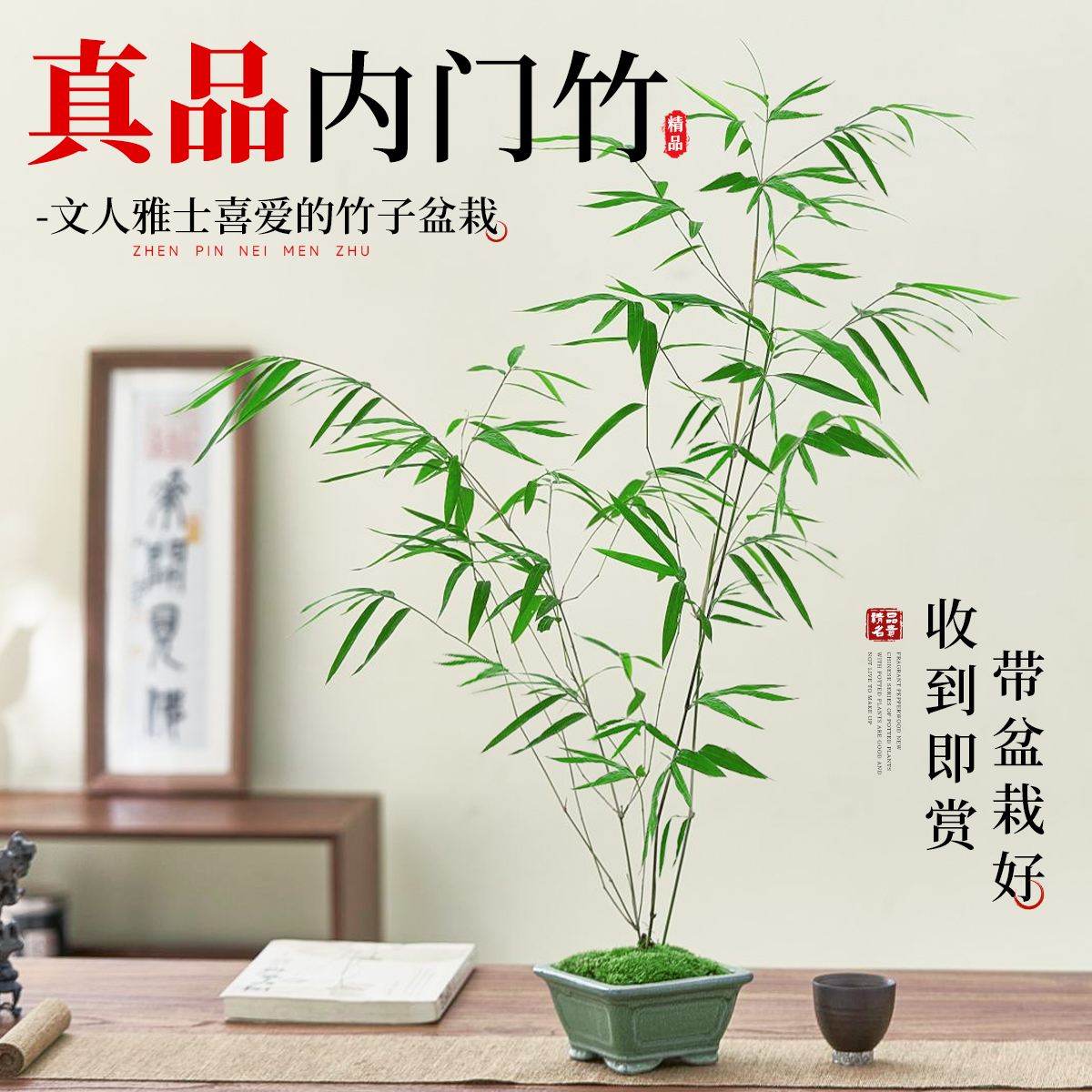 正宗台湾精品内门竹盆栽门内竹