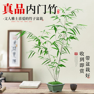 内门竹盆栽正宗台湾精品观赏竹子老桩门内竹室内桌面观叶绿植盆景