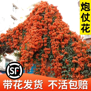 炮仗花爬藤植物四季 开花卉盆栽阳台庭院凌霄花苗老桩大苗藤蔓爬墙