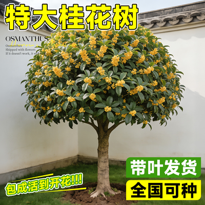 【5A级品质】正宗桂花树苗地栽