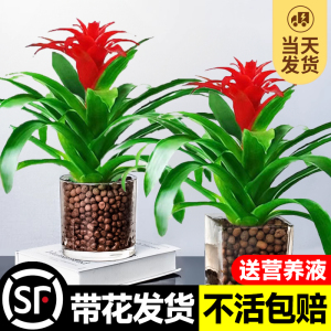 鸿运当头盆栽带花室内客厅火鹤花水培植物四季开花卉绿植红掌好养