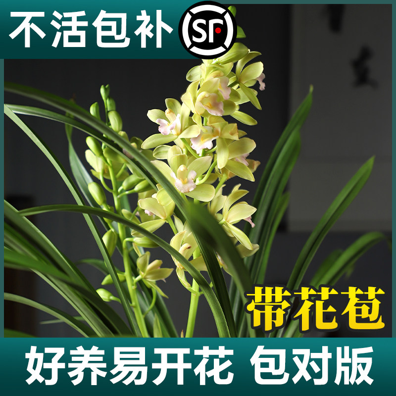 香兰兰花栽带临雅花苞四季面好养盆活建兰花卉物室内桌绿植盆植景