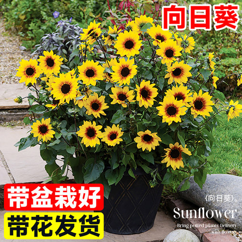 光辉岁月向日葵盆栽带花发货