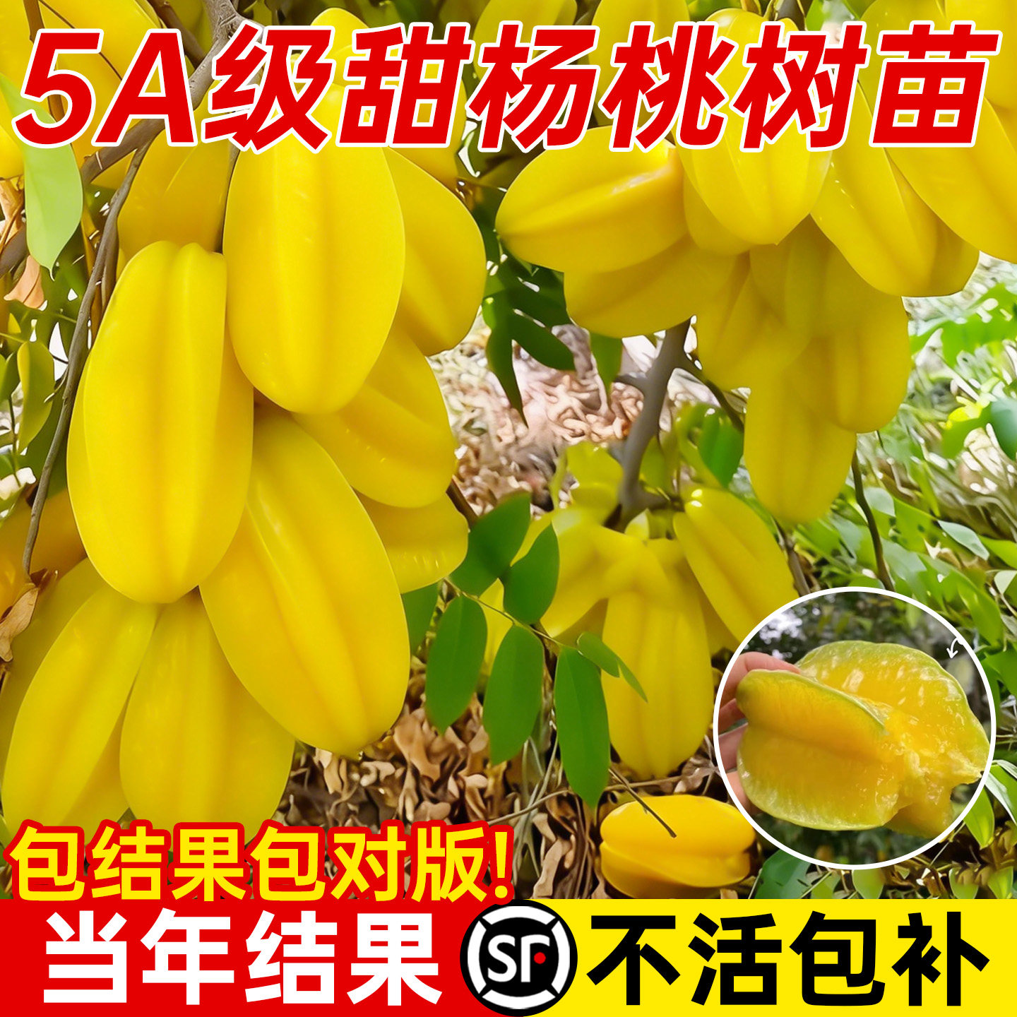 杨桃树苗果树结果四季甜杨桃台湾大果杨桃苗阳台庭院盆栽好养果苗,鲜花速递/花卉仿真/绿植园艺,果树,淘宝优惠券,粉丝福利购,淘宝优惠卷