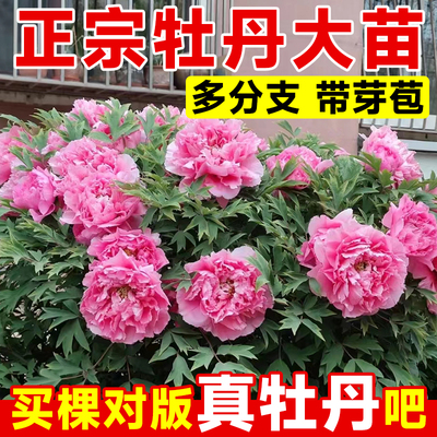 【带花苞】精品重瓣牡丹包活一年