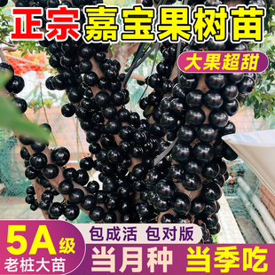 嘉宝果苗树盆栽树葡萄沙巴艾斯卡果树果苗庭院名贵南北方种植盆栽