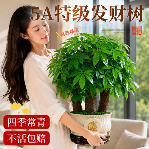 【5A特级】三杆步步高发财树盆栽