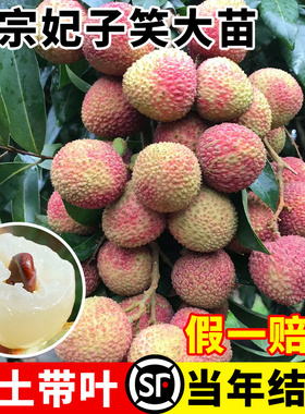 妃子笑荔枝树苗正宗无核桂味果树果苗嫁接仙进奉盆栽四季种植树苖