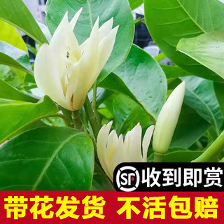 白兰花玉兰树苗花卉植物室内庭院绿植易活带花苞四季开黄角兰盆栽