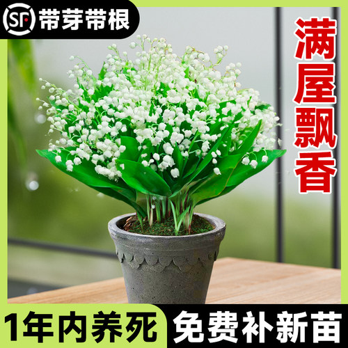 【包活一年】铃兰花盆栽带芽带根