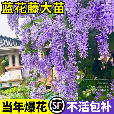 【当年爆花成景】大叶蓝花藤苗