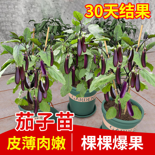四季茄子苗大全包活包对版皮薄
