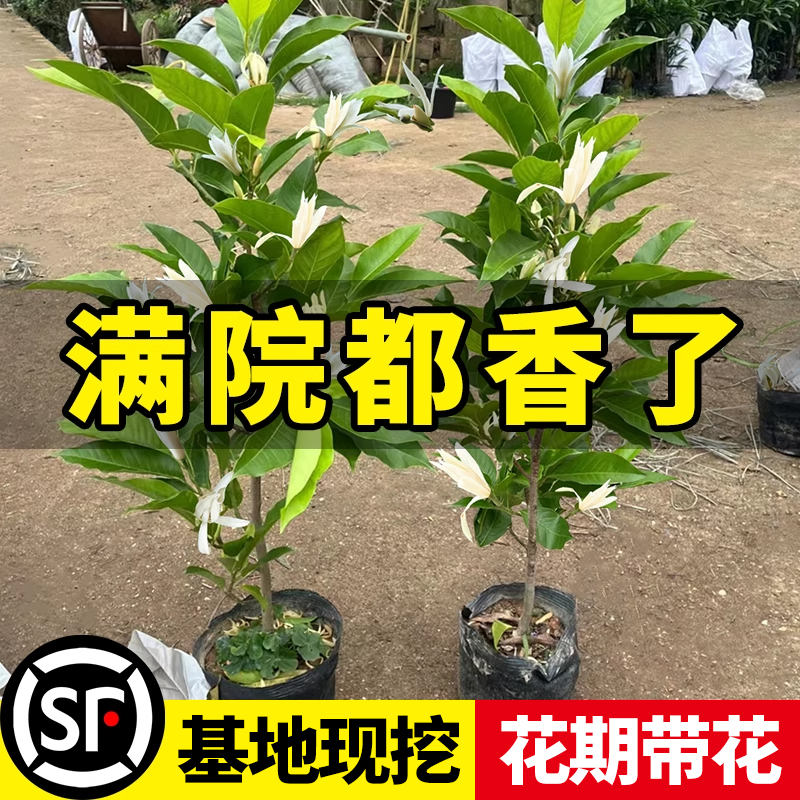 【特级大苗】白兰花玉兰树苗