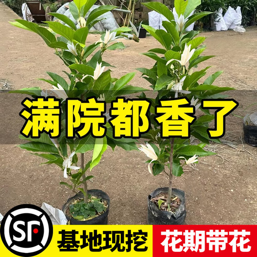 【特级大苗】白兰花玉兰树苗