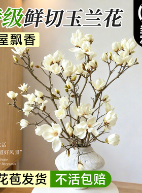 水培玉兰花鲜切枝带花苞水培绿植室内水养干支花卉植物耐寒好养