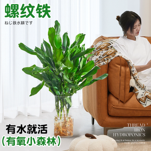 水培植物高大螺纹铁观叶绿植客厅室内好养无土纯水培盆栽四季常青