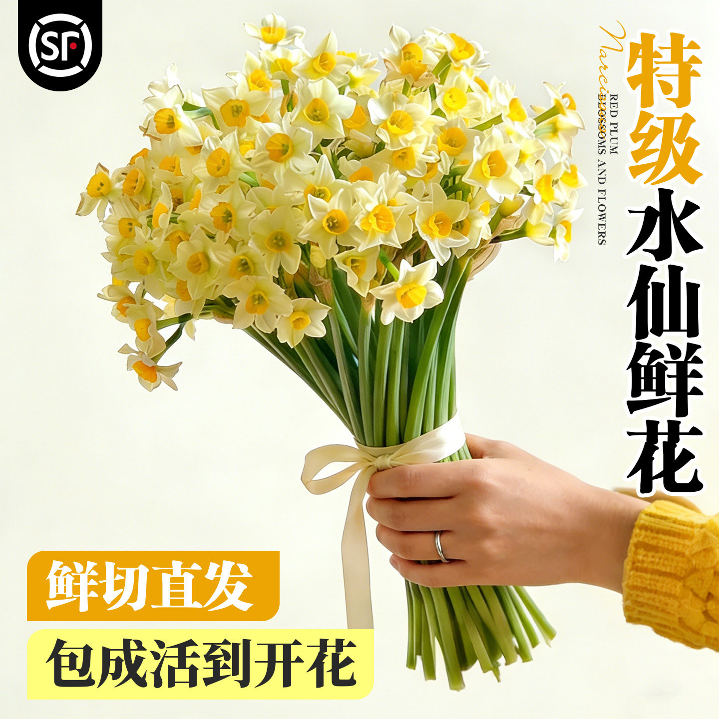 漳州水仙花鲜切花种球冬季客厅花卉盆栽水培植物室内球插花年宵花,鲜花速递/花卉仿真/绿植园艺,时令草本花卉,淘宝优惠券,粉丝福利购,淘宝优惠卷