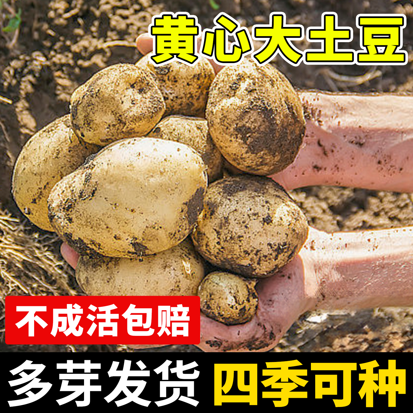 秋季高产土豆种子【带芽发货】