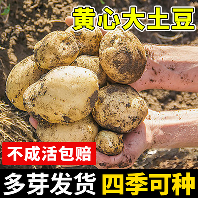 秋季高产土豆种子【带芽发货】