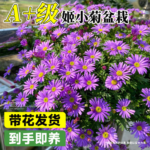 姬小菊盆栽菊花带花苞花卉绿植