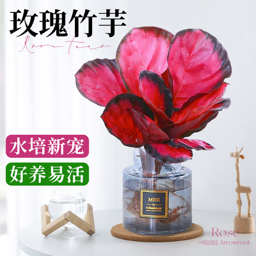 红玫瑰竹芋盆栽水培植物室内好养青苹果彩叶美丽绿植桌面工位花卉