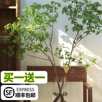 马醉木水培植物鲜切枝条盆栽活树室内小绿植日本吊钟树苗客厅水养