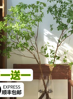 马醉木水培植物鲜切枝条盆栽真树室内小绿植日本吊钟客厅水养鲜花