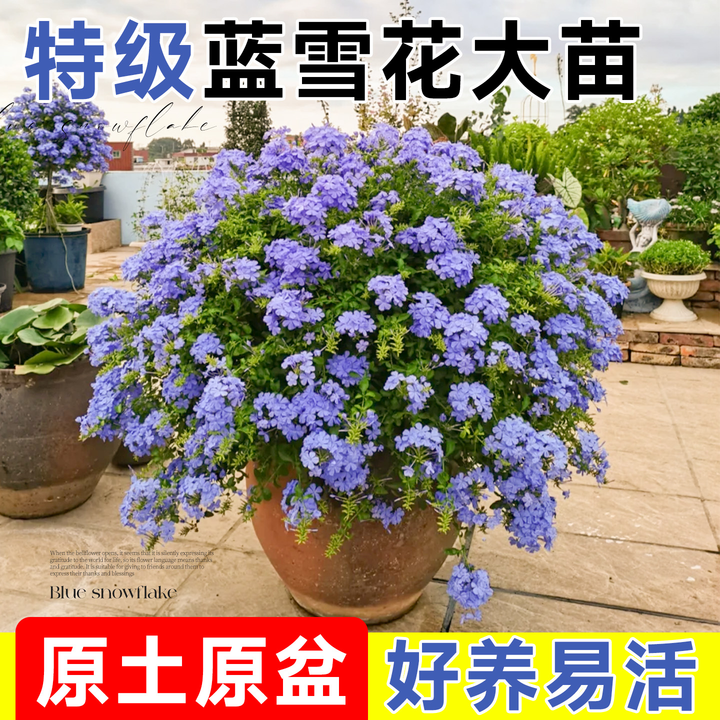 蓝雪花爬藤大苗带花发货