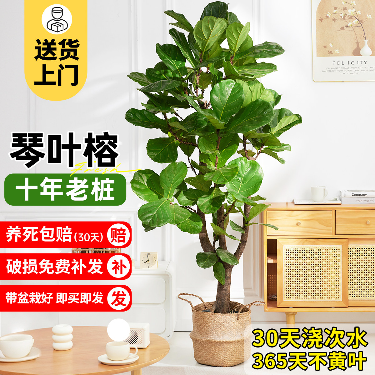 盆栽耐阴好养落地大型植物临雅图片