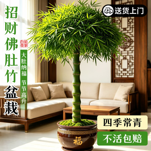 佛肚竹子盆栽室内外观赏植物