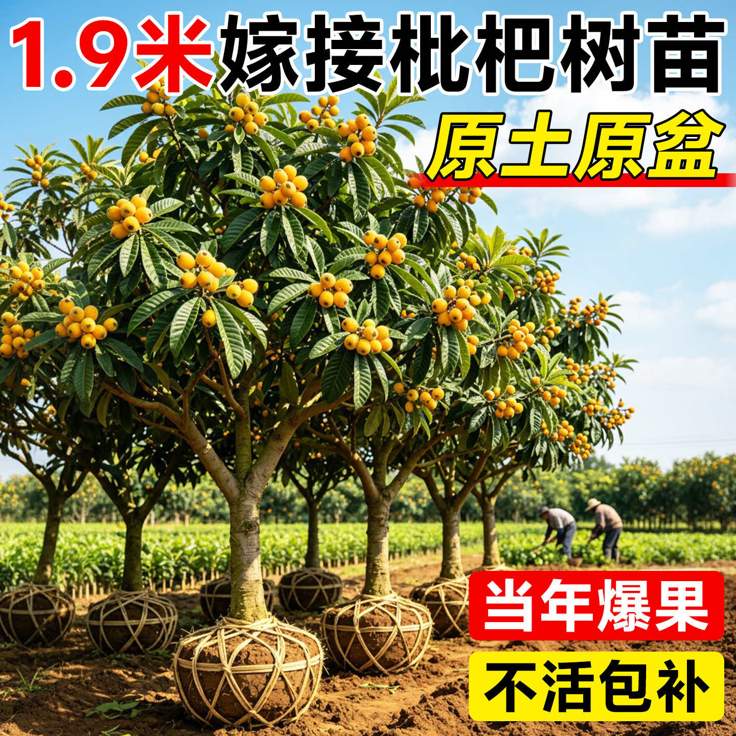 当年结果！1.9米大五星枇杷树苗图片