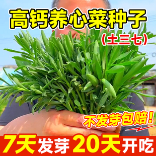 养心菜种子高钙四季蔬菜种孑庭院菜籽种植三七驱蚊草植物室外阳台