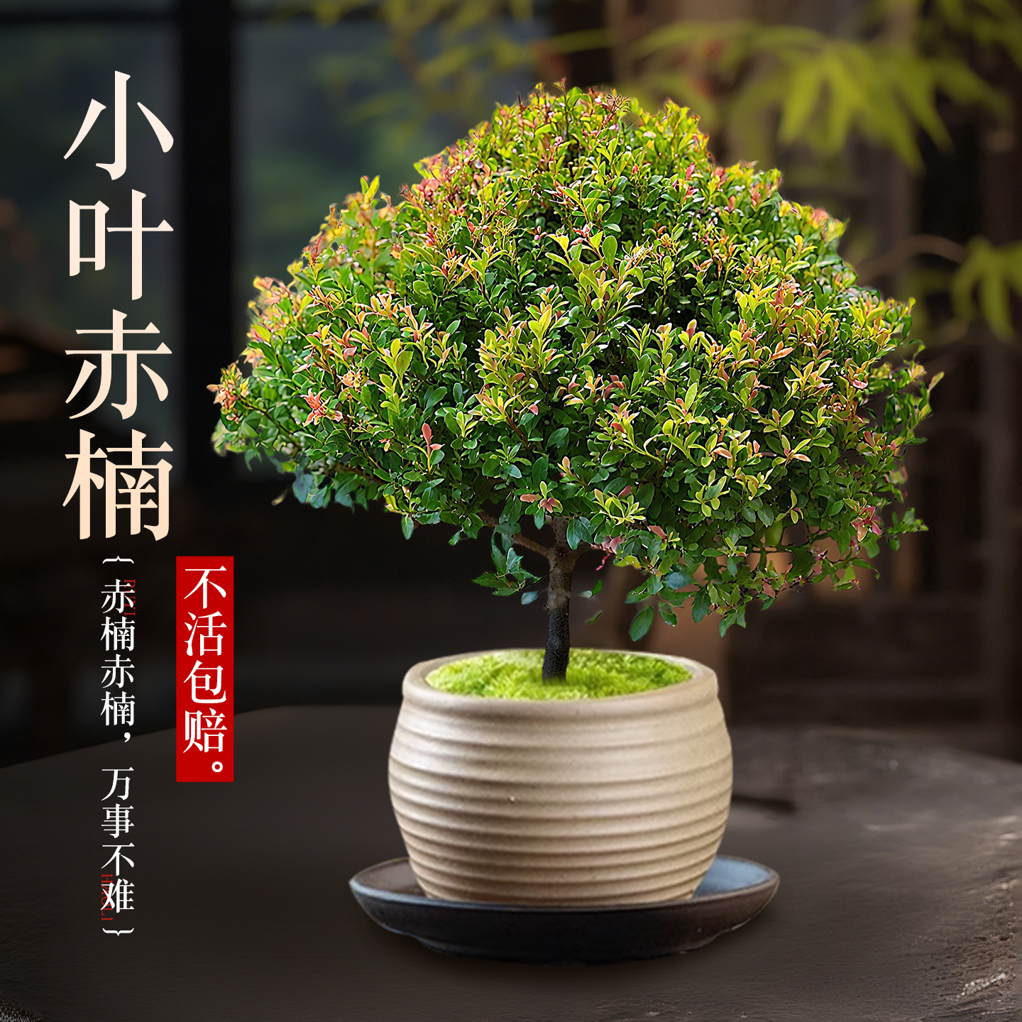 小叶赤楠盆景金丝楠木盆栽