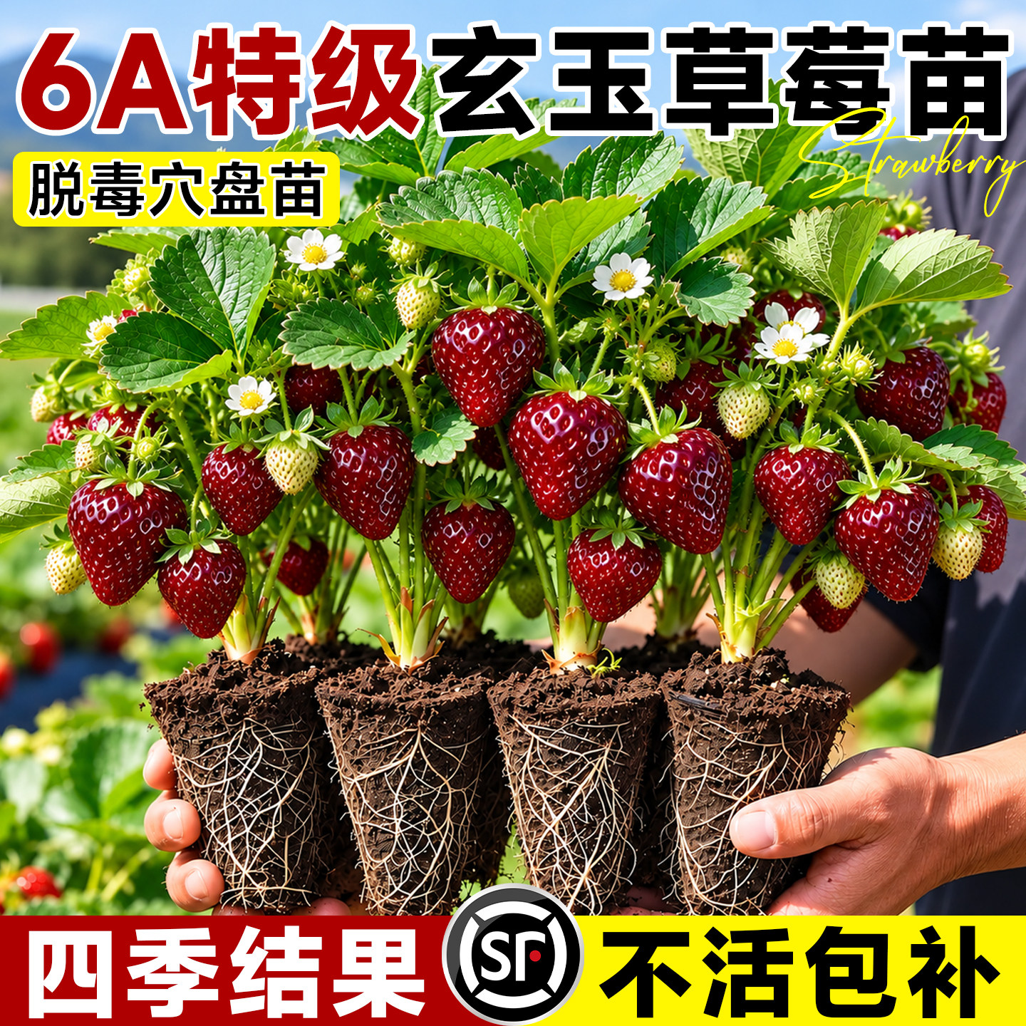 玄玉草莓苗秧穴盘苗新种苗精品高产盆栽果苗黑珍珠真红美铃脱毒