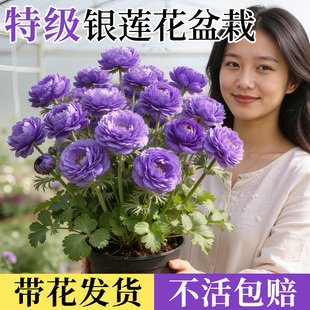 银莲花盆栽带花植物鲜花花卉四季室内客厅好养活庭院开花绿植懒人