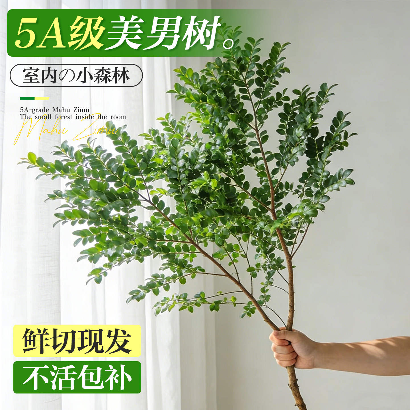 美男树水培植物鲜切枝条进口马醉木吊钟水养室内好养花卉绿植盆栽,鲜花速递/花卉仿真/绿植园艺,大型绿植/成品组合盆栽,淘宝优惠券,粉丝福利购,淘宝优惠卷